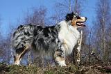 BERGER AUSTRALIEN 648